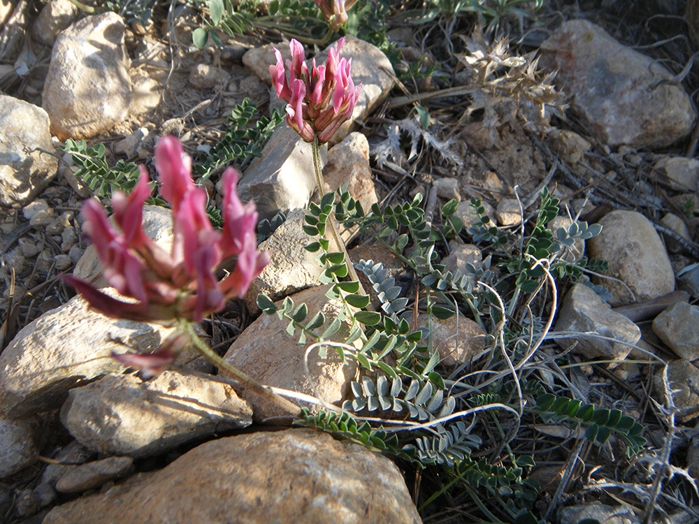 Astragalus incanus (casi fumaria)